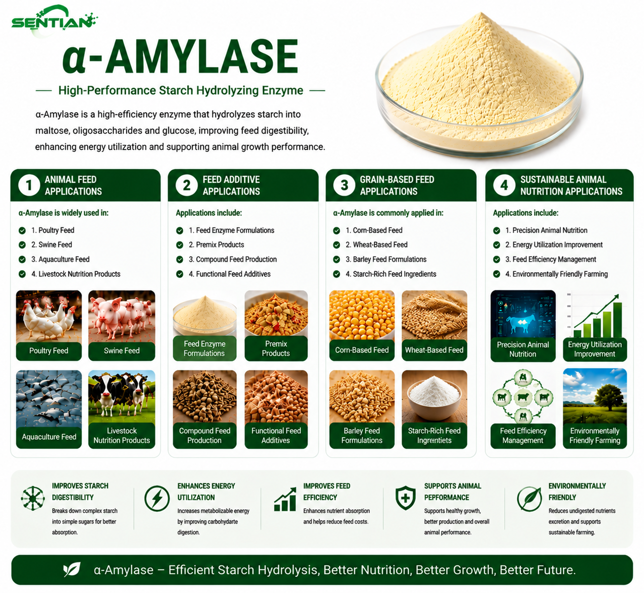 α-AMYLASE（2）