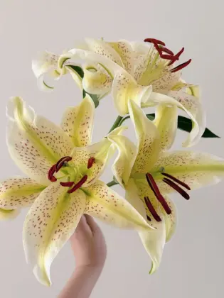 Tiger Muen Oriental Lily