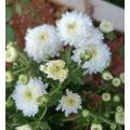 লণ্ঠন স্প্রে সাদা chrysanthemum