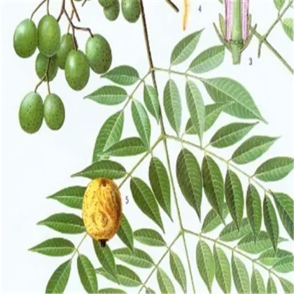 Fructus Meliae Toosendan chuan lian zi Toosendan Fruit