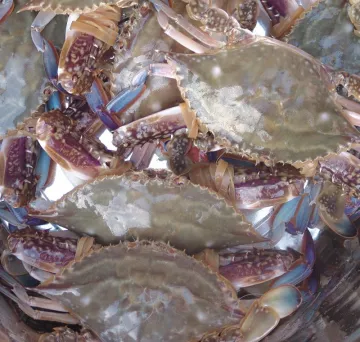 Frozen seafood scientific name crab