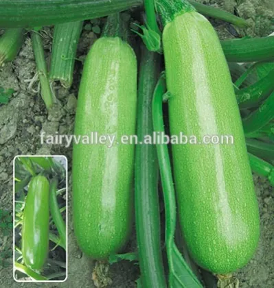 Hybrid Squash seeds for growing-Bajoo