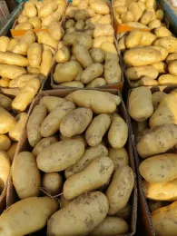 Creamy Tender Yellow Flesh Potato