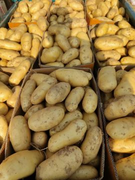 Creamy Tender Yellow Flesh Potato