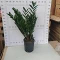 Zamioculcas zamiifolia 210# factory