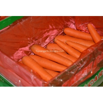 Zanahoria fresca sabrosa zanahoria