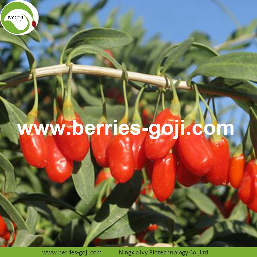 goji berry