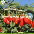 Bacca di Goji della Malesia naturale all&#39;ingrosso di nutrizione della fabbrica