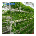 NFT Hydroponic Channel Hydroponic Gewächshausausrüstung