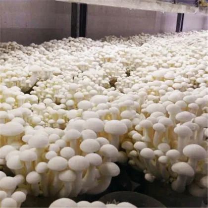 Agricultural Greenhouses Mushroom Plastic Film Green House