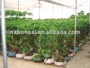 Bonsai ficus s-shape/ficus microcarpa