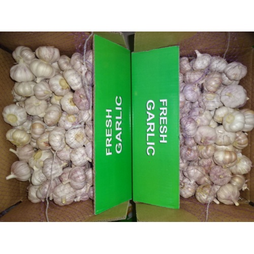 Normal White Garlic 2020 Hot Sale