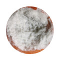 /msite/products/detail/productid/62136827/id/1360555.html
