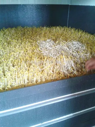 2015 HOT Automatic bean sprouts machine, mung bean sprouts making machine