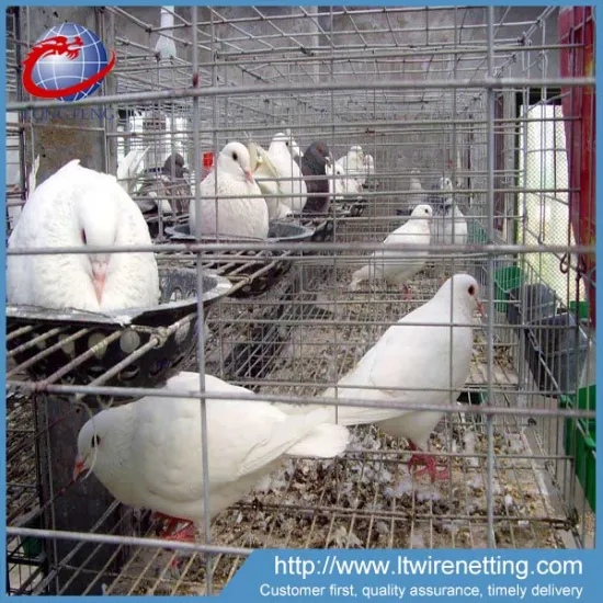 Look!!! anping wholesale galvanzied welded chicken coop wire mesh for discount
