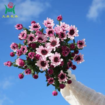 Stella Multi-Color Spray Mums Flowers