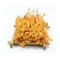 Natural Adenosine Cordyceps Militaris Extract Powder