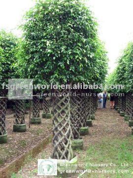 Ficus cage shape big nursery