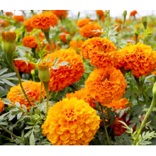 Marigold Fower Extract Natural Marigold Extract Bulk Organic