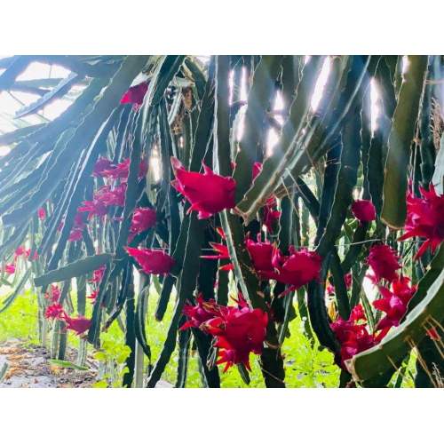Natural Organic Freeze Dried Red Dragon Fruit Powder
