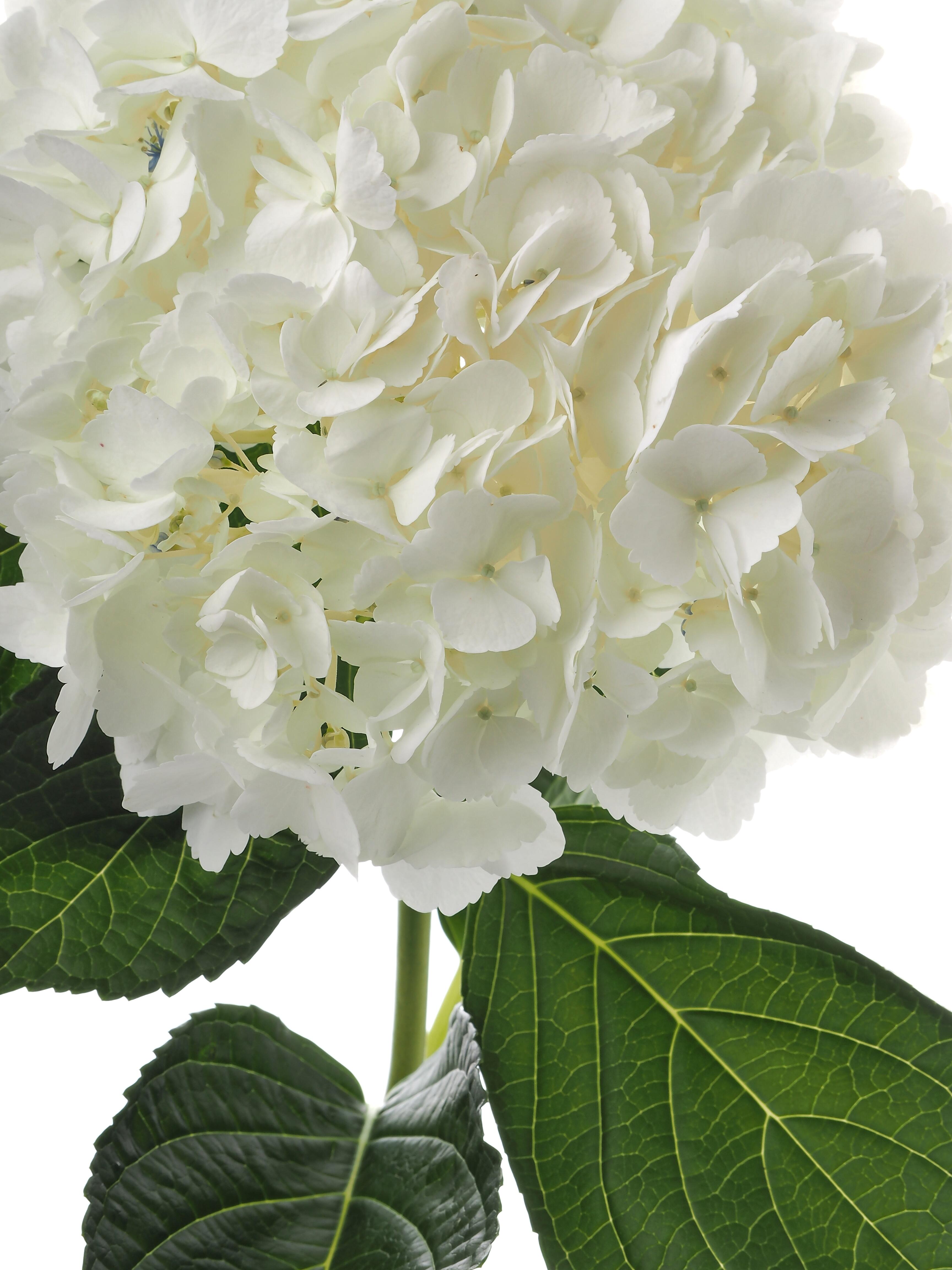 White single hydrangea