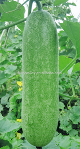 Good quality small wax gourd seeds for Growing-New Luscious 01