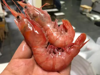 Frozen Red Deep Sea Prawn