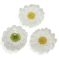 Nieuwe Mooie Real Daisy Bloem Decoratie Hars Plaksteen Cabochons 100 stks / partij 35 MM Grote Daisy Bloem Oorbel Base Bevindingen Ambachten