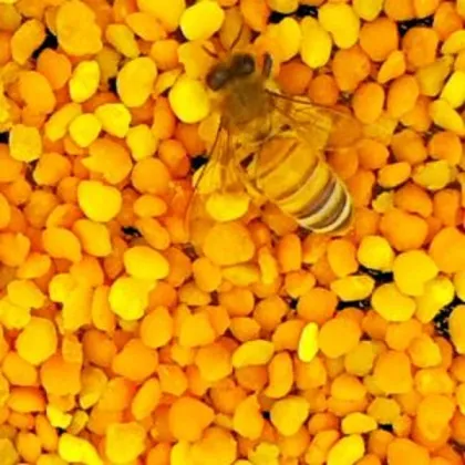 Native bee pollen