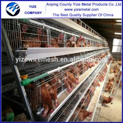 chicken layer farm/fans for chicken farm/farm equipment chicken