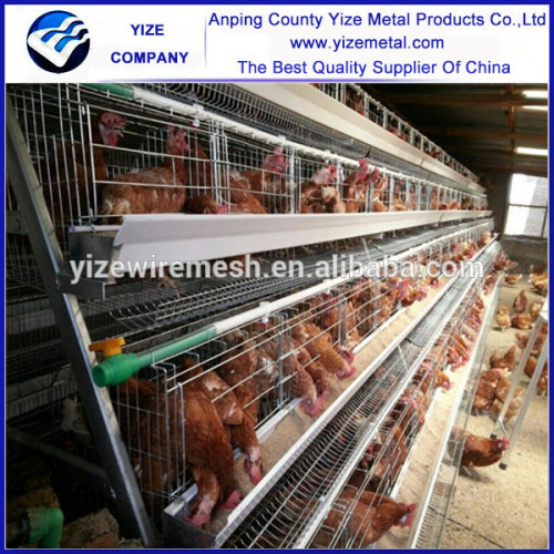 Layer Poultry Steel Farm House/layers Steel House/poultry House Design
