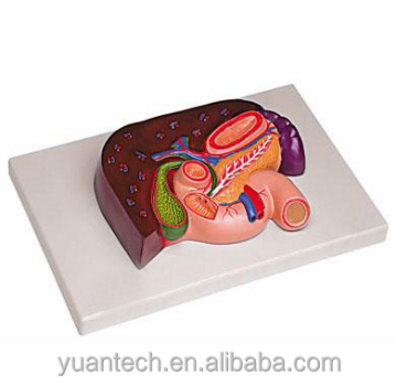 Lebensgröße Leber, Gallenblase, Bauchspeicheldrüse und Duodenum -Anatomie -Modell