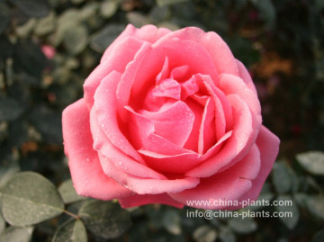 wholesale large flowered rose with good quality and price
