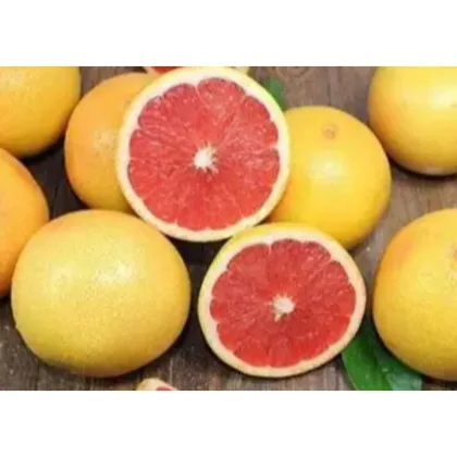 Citrus paradisi Macf Extract