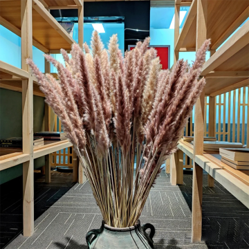 Pampas Grass 45 cm Grey - Free Sample 30 Stems for Easter Decoration