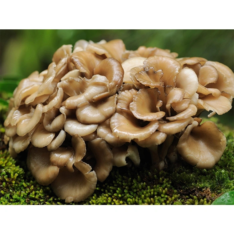 Maitake Mushroom Extract