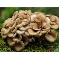 Extrato de cogumelo Maitake Grifola Frondosa Powder