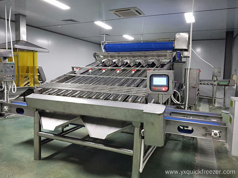 Automatic Grading Machine For Shrimp And Fish