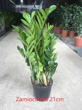 Zamioculcas zamiifolia 210# suppliers