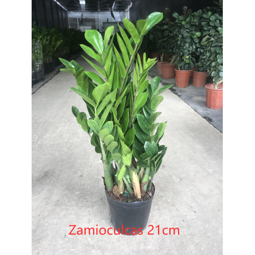 China Zamioculcas zamiifolia 210# suppliers Factory