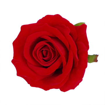 High Quality Wholesale Pink Velvet Rose Flowers for Home Wedding Decorations