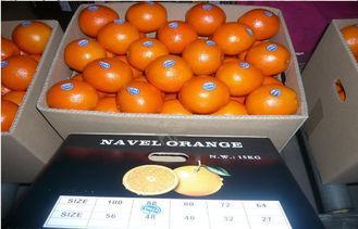 High Carotene Golden Sour Fresh Navel Orange Juicy For Chil