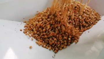 Automatic 12TPD maize flour milling machine