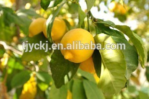 Clear Lemon Concentrate-on sale-INDUSTRAL