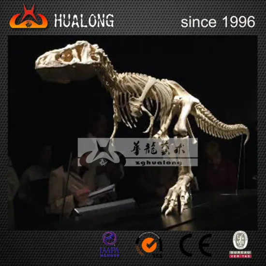 museum high simulaiton dinosaur fossil specimen