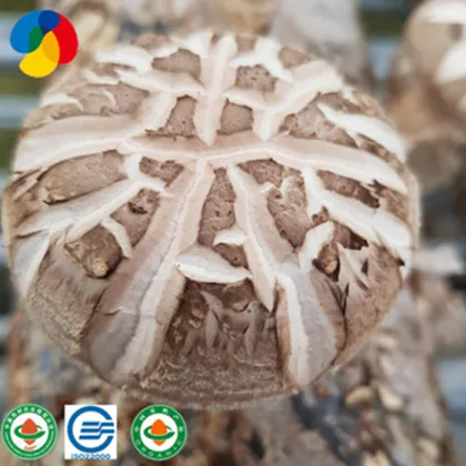 Farm Organic Fresh  Health Shiitake Mushroom
