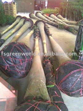 Roystonea regia packed for container