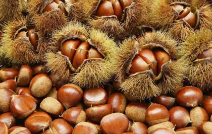 Economic crop fresh chestnut