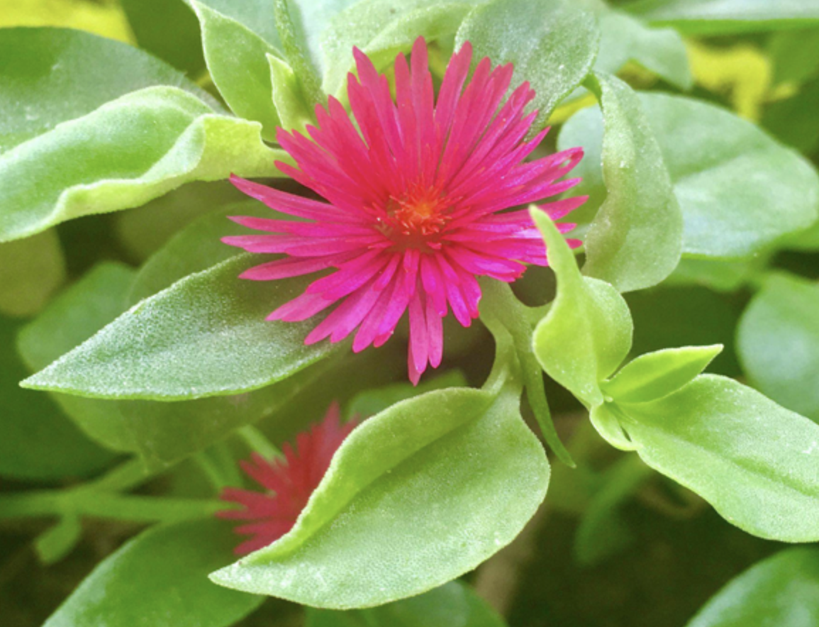 Andrographis Extract Manufacturer