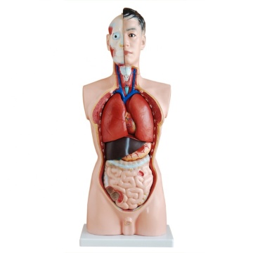 19 Parts 85CM Full Size Male Torso Anatomy Model for Educational Use in Biology